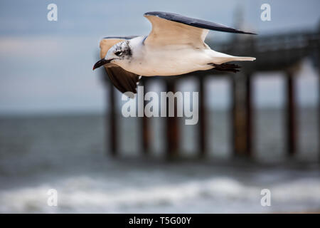Seagull in volo su una spiaggia della Florida Foto Stock