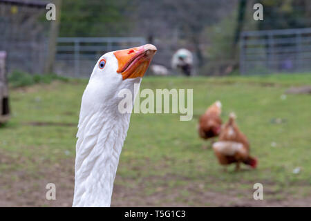 Ritratto di un oca bianca (Anser anser domesticus) su una farm REGNO UNITO Foto Stock