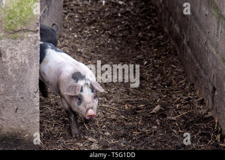 British a doppio spiovente piglet in un porcile in agriturismo Foto Stock