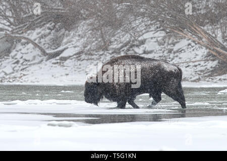 Maschi selvatici il bisonte europeo, Bison bonasus Varcando il fiume in inverno con la neve cade intorno a. Foto Stock