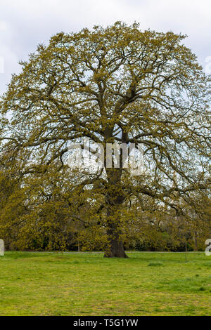 Un grande albero al centro di un prato verde. Londra, il parco di Greenwich Foto Stock