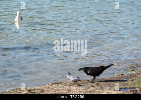 Raven mangiare una testa di pesce mentre un gabbiano guarda, Espiritu Santo Isola, Baja California Sur, Messico. Foto Stock