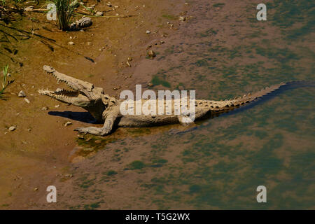 Coccodrillo americano, Crocodylus acutus, Rio Tarcoles, Pacifico centrale provincia, Costa Rica Foto Stock