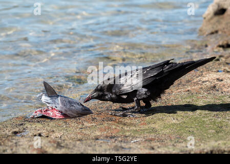 Raven mangiare una testa di pesce, Espiritu Santo Isola, Baja California Sur, Messico. Foto Stock