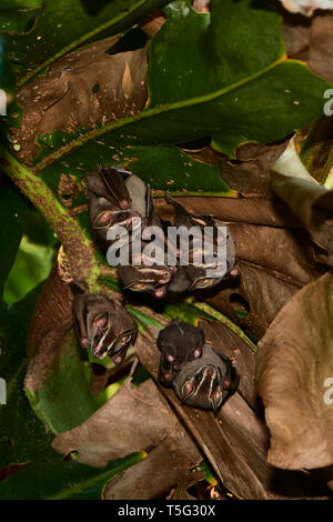 Posatoio di tenda-rendendo i pipistrelli, Uroderma bilobatum, Manuel Antonio, Pacifico centrale regione, Costa Rica, America Centrale Foto Stock