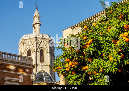 Valencia Spagna Europa architettura Valencia Cattedrale Spagna Valencia arance albero Spagna Città Vecchia Foto Stock