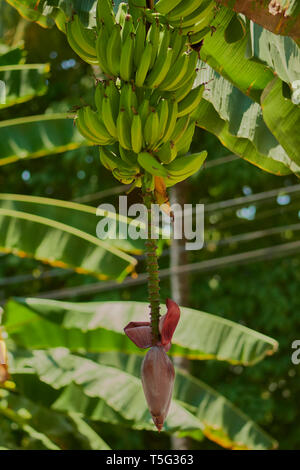 Frutta e infiorescenza di banana, Musa sp., Pacifico centrale provincia, Costa Rica, America Centrale Foto Stock