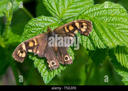 Chiazzato di legno (Pararge aegeria) Farfalla con gravemente danneggiato le ali in appoggio sulla lamina Foto Stock