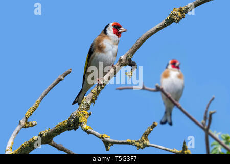 Due cardellini europei (Carduelis carduelis) arroccato nella struttura ad albero contro il cielo blu in primavera Foto Stock