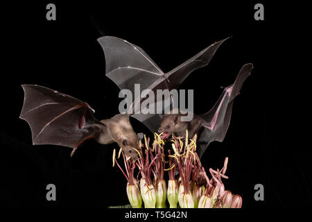 Minore, a breve dal naso, bat Cynopterus brachyotis, Arizona, nectar-alimentatore; alimentando il nettare di Agave/polline Foto Stock