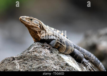 Spinosa nero-tailed iguana (Ctenosaura similis) - Playas Gemelas Beach, Manuel Antonio National Park - Quepos, Costa Rica Foto Stock