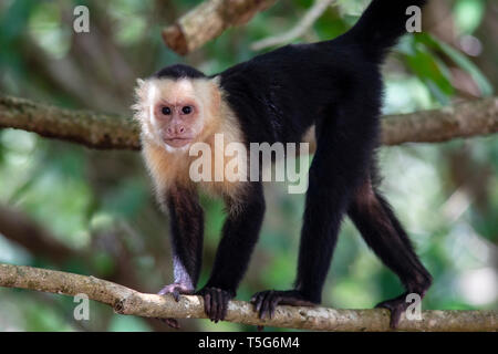 Di fronte bianco-scimmia cappuccino - Manuel Antonio National Park - Quepos, Costa Rica Foto Stock