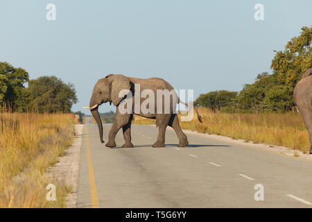 Primo piano di un elefante, Loxodonta africana attraversando la strada in Namibia in Africa Foto Stock