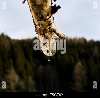 Gocce d'acqua da una grondaia in legno nelle alpi europee in inverno Foto Stock