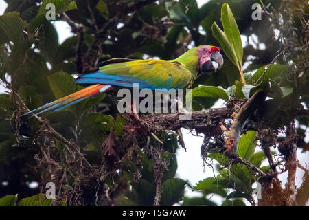 Grande green macaw (Ara ambiguus) - La Laguna del Lagarto Eco-Lodge, Boca Tapada, Costa Rica Foto Stock