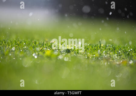 Berlino, Germania. Xxv Aprile, 2019. Gocce di acqua proveniente da un impianto di irrigazione caduta su un pezzo di prato in Berlino. Credito: Ralf Hirschberger/dpa/Alamy Live News Foto Stock