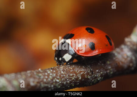 7-spot Ladybird (Coccinella septempunctata) con le gocce di pioggia in appoggio sulla betulla succursale in dicembre. Tipperary, Irlanda Foto Stock