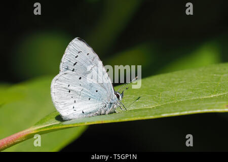 Holly Blue Butterfly (Celastrina argiolus) appollaiato sulla foglia di rododendro. Tipperary, Irlanda Foto Stock