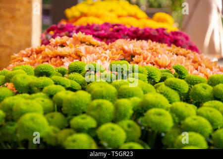 Splendidamente posizionato fiori in verde arancione lila e giallo Foto Stock