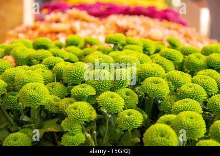 Splendidamente posizionato fiori in verde arancione lila e giallo Foto Stock