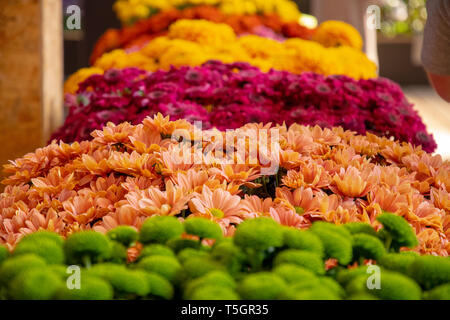 Splendidamente posizionato fiori in verde arancione lila e giallo Foto Stock