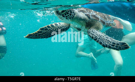 Tulum Turtle Foto Stock