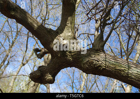 Il vecchio ramo distorto. Struttura insolita nel parco nazionale. Foto Stock