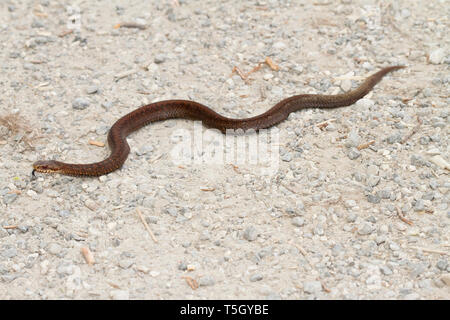 Vipera comune, Vipera berus Foto Stock