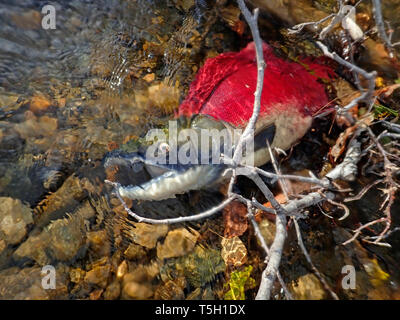 Morto il Salmone Sockeye, Oncorhynchus nerka Foto Stock