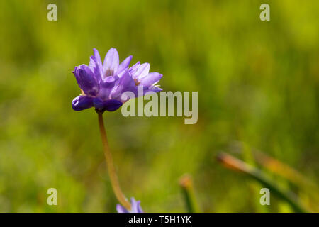 Dicks blu (Dichelostemma capitatum), Sacramento ansa del fiume Area di fondamentale interesse ambientale, California Foto Stock