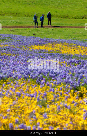 Gli escursionisti, Nord Table Mountain Riserva Ecologica, California Foto Stock