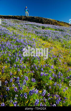 Escursionista, Nord Table Mountain Riserva Ecologica, California Foto Stock