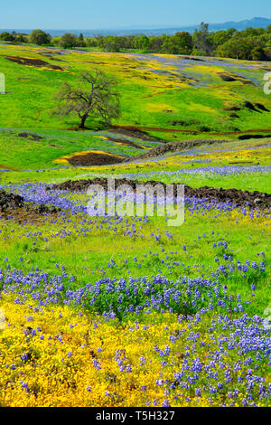 Lupino Sky (Lupinus nanus) in Prati, a nord di Table Mountain Riserva Ecologica, California Foto Stock