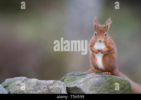 Scoiattolo rosso Sciurus vulgaris, seduta su pietra Foto Stock