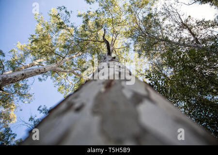 Sicilia Siracusa Provincia, Noto Antica, Cava del Carosello, gomma tree, basso angolo di visione Foto Stock