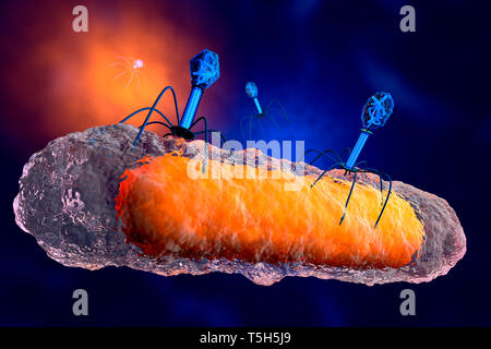 3D reso illustrazione di un anatomicamente corretto del gruppo del batteriofago virus che attaccano un batterio Foto Stock