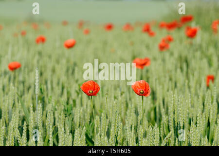 In Germania, in Baviera, Franconia, papaveri rossi nel campo di grano Foto Stock