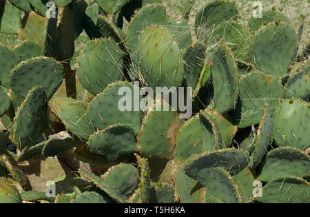 Ficodindia Cactus closeup