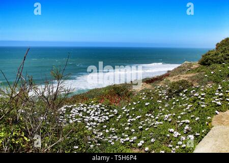 Bordo scogliera guardando l'Oceano Atlantico e coperta di vegetazione e di splendidi fiori in Azenhas do Mar a Lisbona, Portogallo Foto Stock