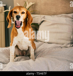 Cane proprietari in letto o divano. Pigro cane beagle stanco di sonno o di risveglio. Sbadigliare a lungo con la lingua di fuori. Foto Stock