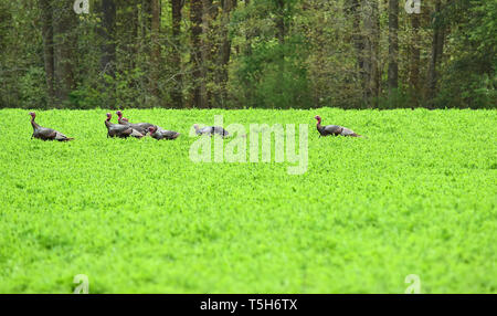 Gregge di tacchini selvatici in aperto campo erboso Foto Stock