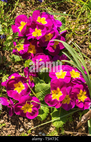 Rosa Primulas crescente nella primavera del nord est Italia. Essi sono del comune Primula Vulgaris varietà, noto anche come primrose, primula comune o in inglese Foto Stock
