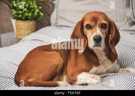 Cane proprietari in letto o divano. Pigro cane beagle stanco di sonno o di risveglio. Cane appoggiato comodamente guardando la fotocamera. Foto Stock