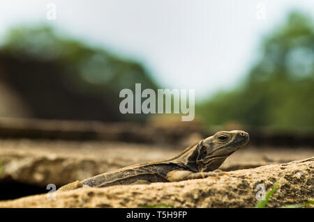 Appoggio Iguana in Tabasco sud del Messico Foto Stock