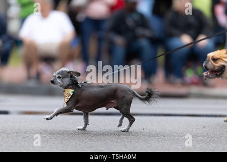 Wilmington, Carolina del Nord, Stati Uniti d'America - Aprile 6, 2019: Il North Carolina Azalea Festival, proprietari a piedi con i loro cani durante la sfilata Foto Stock