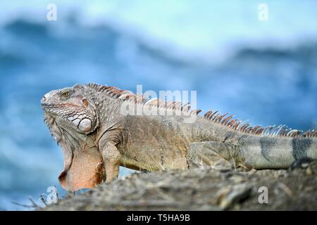 Iguana su una spiaggia rocciosa di St. Croix, Isole Vergini degli Stati Uniti Foto Stock