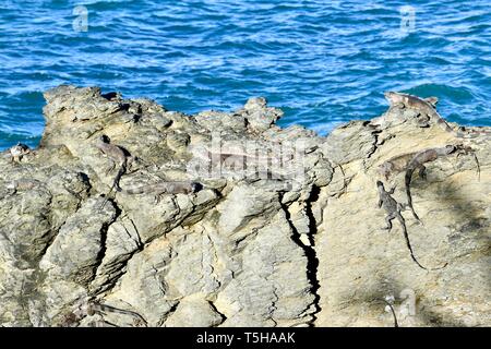 Iguana su una spiaggia rocciosa di St. Croix, Isole Vergini degli Stati Uniti Foto Stock