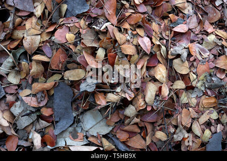 Caduto foglie in teak sul suolo, compostaggio cadono le foglie, biomassa e strame, materiale organico. Immagine ad alta risoluzione gallery. Foto Stock