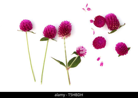 Amaranto globo di fiori selvatici che fiorisce in estate, Globe Amaranto isolati su sfondo bianco ad alta risoluzione galleria dell'immagine. Foto Stock