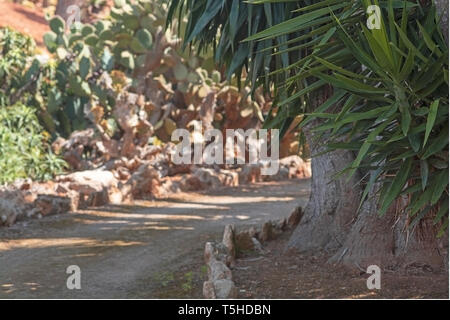 SES SALINES, MALLORCA, Spagna - 15 Aprile 2019: Mallorca endemica fan di palma Chamaerops humilis lussureggianti foglie in sole in arido paesaggio park Botanicactu Foto Stock